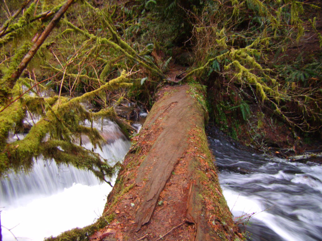 a closeup of a fallen tree over a rushing waterfall