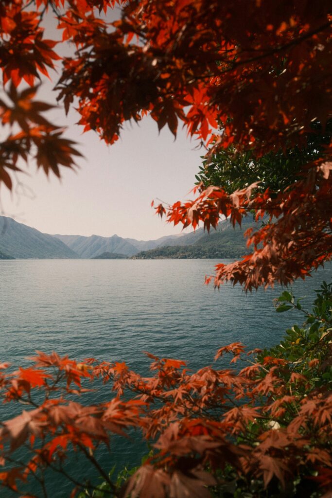 a view of a lake and mountains from behind a red leafed tree and red plants
