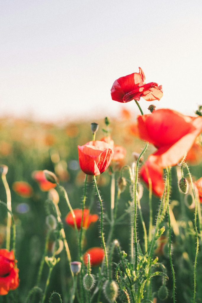 Agnese Rudzite Ksxkjudmy0Q Unsplash